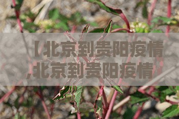 【北京到贵阳疫情,北京到贵阳疫情政策】