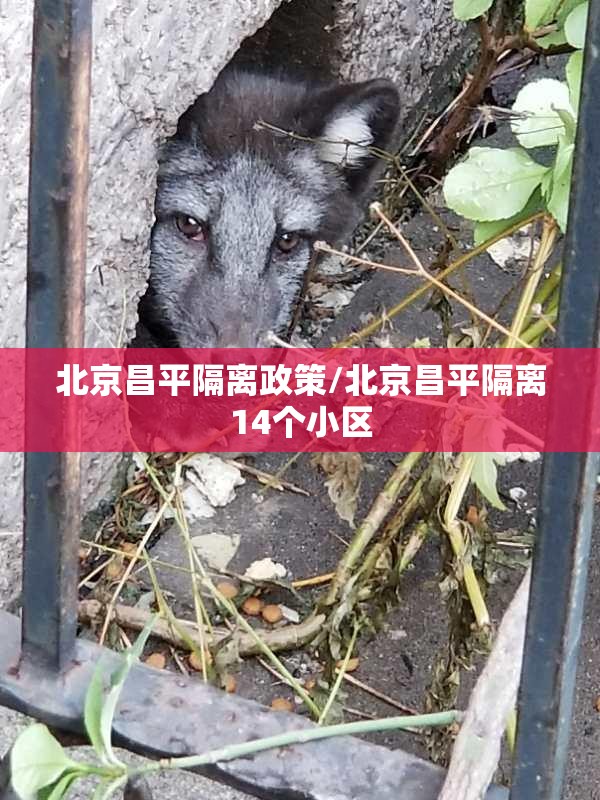 北京疫情实时动态查询指南，掌握最新信息，科学应对疫情