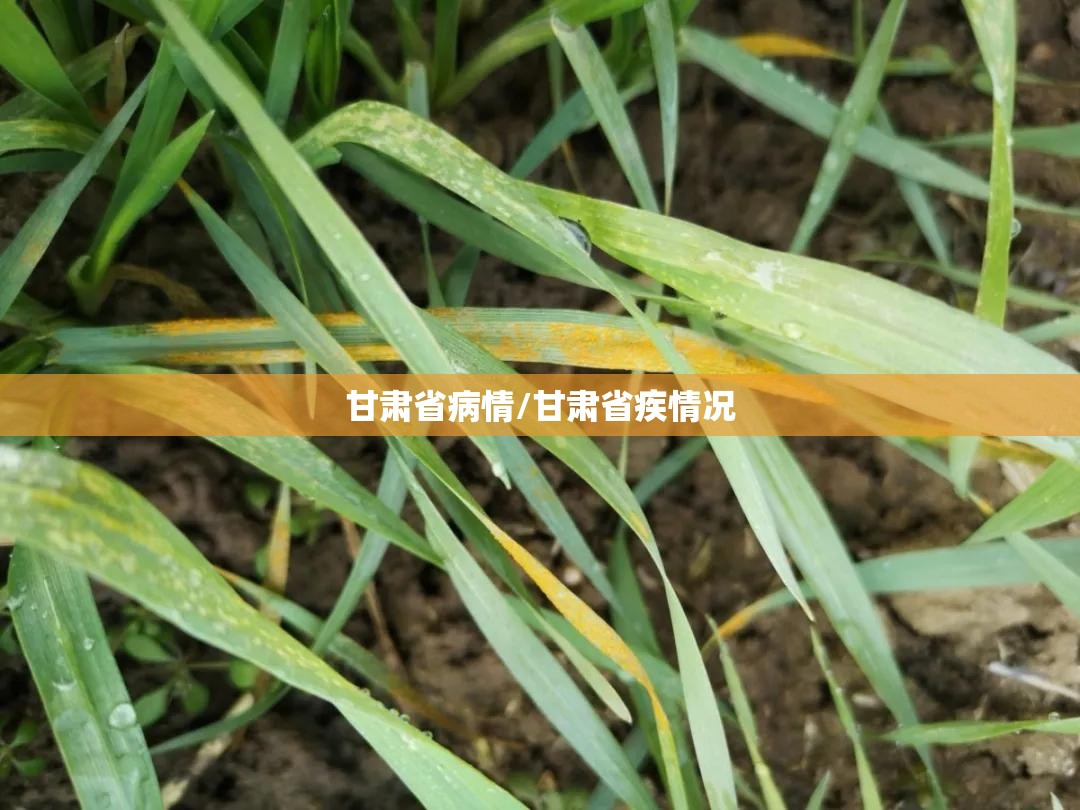 甘肃省病情/甘肃省疾情况
