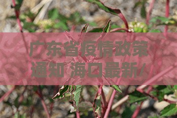 广东省疫情政策通知 海口最新/广东省疫情政策通知 海口最新消息