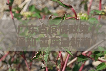 广东省疫情政策通知 重庆最新消息/广东省疫情政策通知 重庆最新
