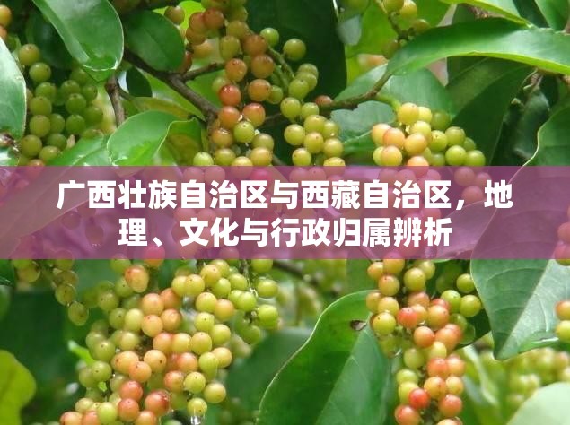 广西壮族自治区与西藏自治区，地理、文化与行政归属辨析