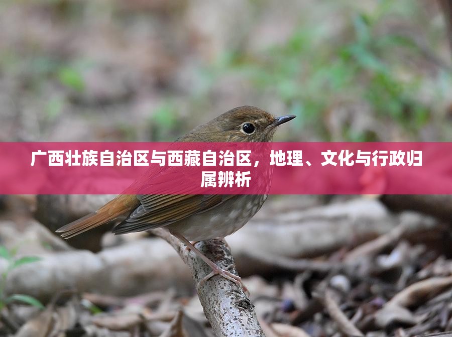 广西壮族自治区与西藏自治区，地理、文化与行政归属辨析