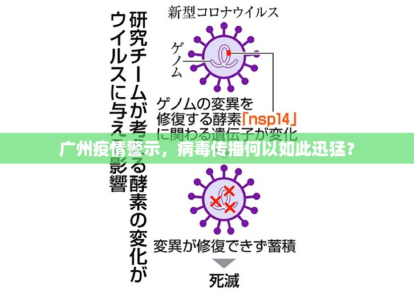 广州疫情警示，病毒传播何以如此迅猛？