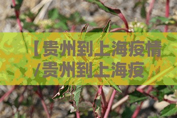 【贵州到上海疫情/贵州到上海疫情政策】