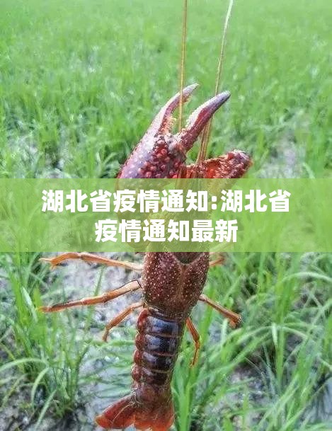 湖北省疫情通知:湖北省疫情通知最新