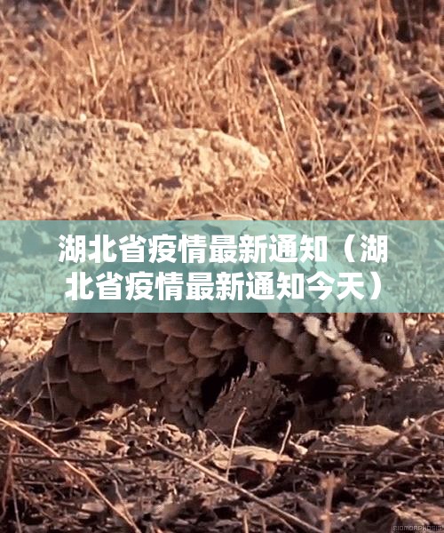 湖北省疫情最新通知（湖北省疫情最新通知今天）
