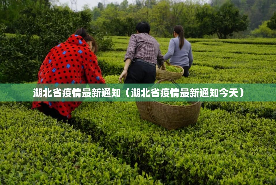 湖北省疫情最新通知（湖北省疫情最新通知今天）