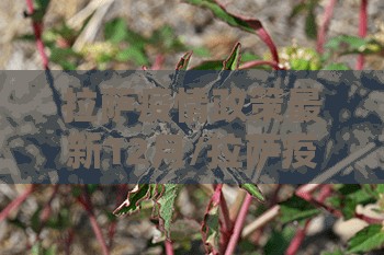 拉萨疫情政策最新12月/拉萨疫情政策最新12月份