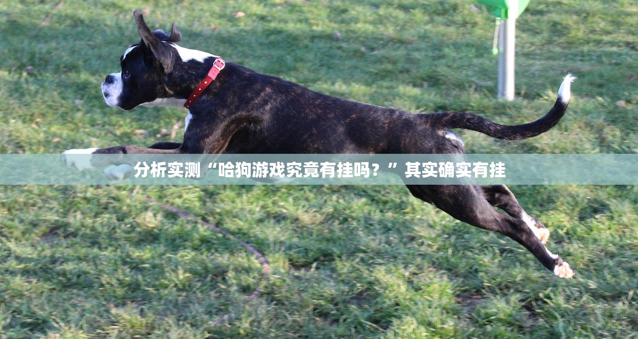 分析实测“哈狗游戏究竟有挂吗？”其实确实有挂